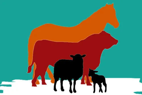 livestock listing card template wordpress